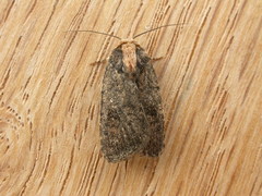 Proteuxoa nyctereutica