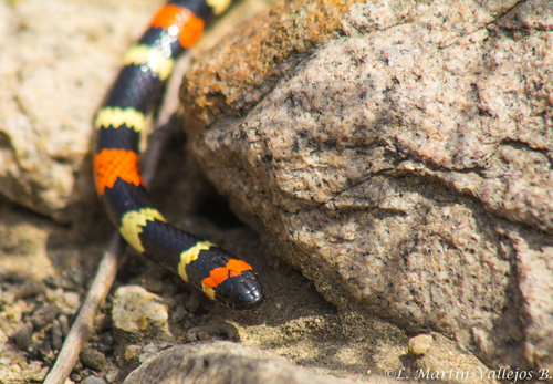 Desert Coralsnake