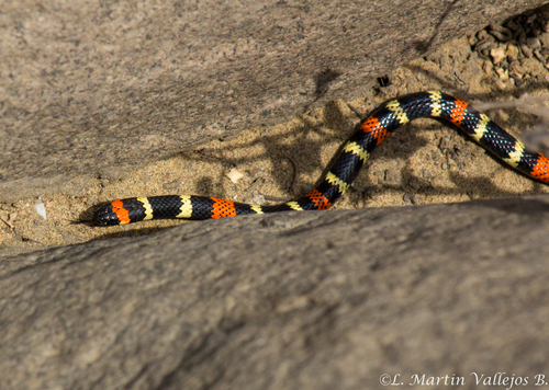 Desert Coralsnake
