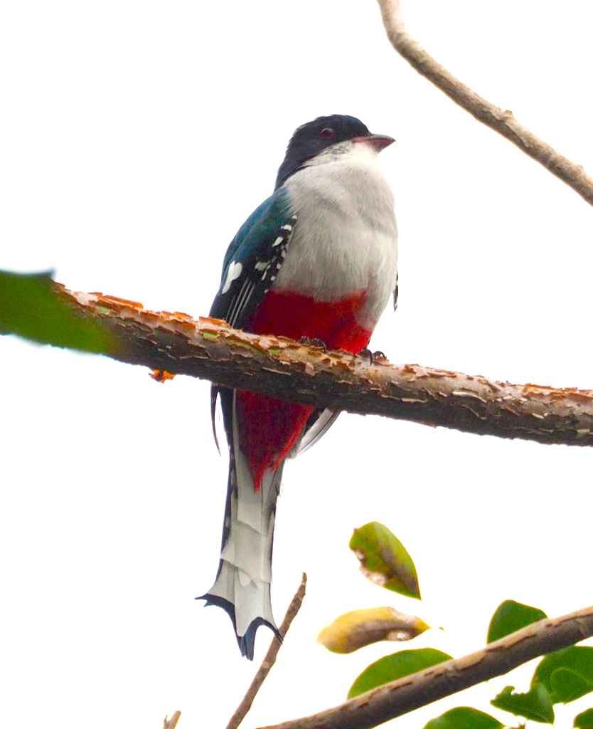 Cuban Trogon