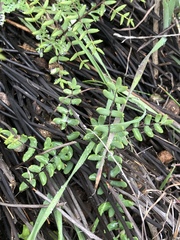 Pellaea mucronata mucronata