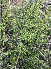 Pellaea mucronata mucronata