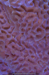 Callyspongia plicifera