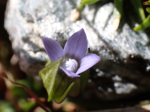 Image of Comastoma tenellum by (c) Elias, some rights reserved (CC BY)