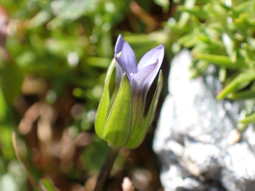 Image of Comastoma tenellum by (c) Elias, some rights reserved (CC BY)