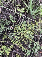 Pellaea mucronata mucronata