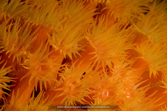 Tubastraea