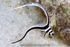 Eques punctatus