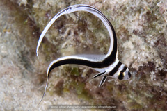 Eques punctatus