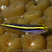 Yellownose Goby - Photo (c) terence zahner, some rights reserved (CC BY-NC), uploaded by terence zahner