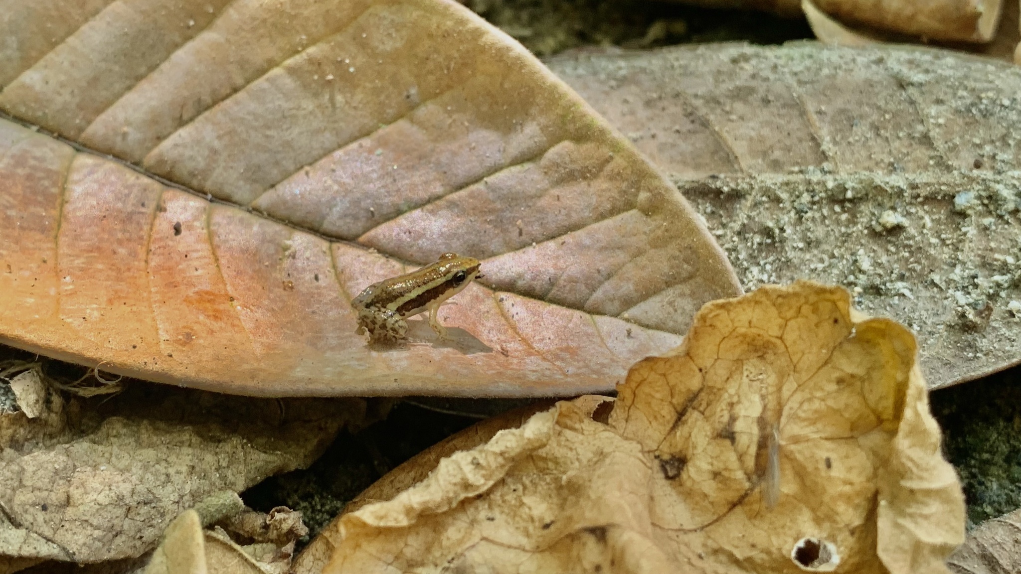 Epipedobates anthonyi image