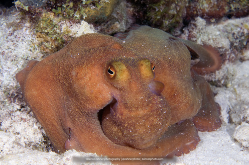 Caribbean Reef Octopus