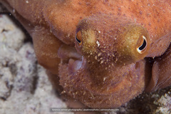 Octopus briareus