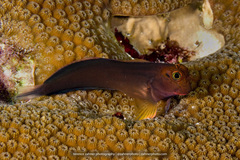 Ophioblennius macclurei