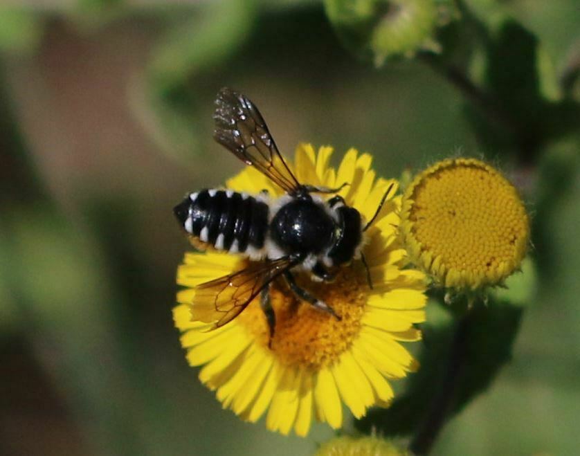 Megachile octosignata