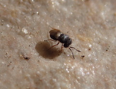 Scelioninae