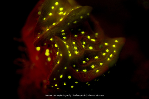 taxonomy_inaturalist image for Agaricia agaricites