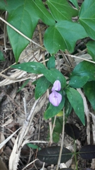 Dicliptera tinctoria