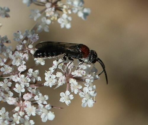 Krombeinella thoracica