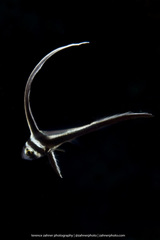 Eques punctatus