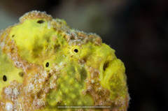 Antennarius multiocellatus