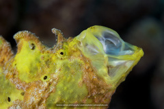 Antennarius multiocellatus