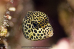 Lactophrys bicaudalis