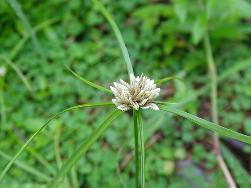 Image of Cyperus seslerioides by (c) Alexis López Hernández, some rights reserved (CC BY)