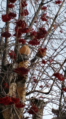 American Robin photographed in Montana
