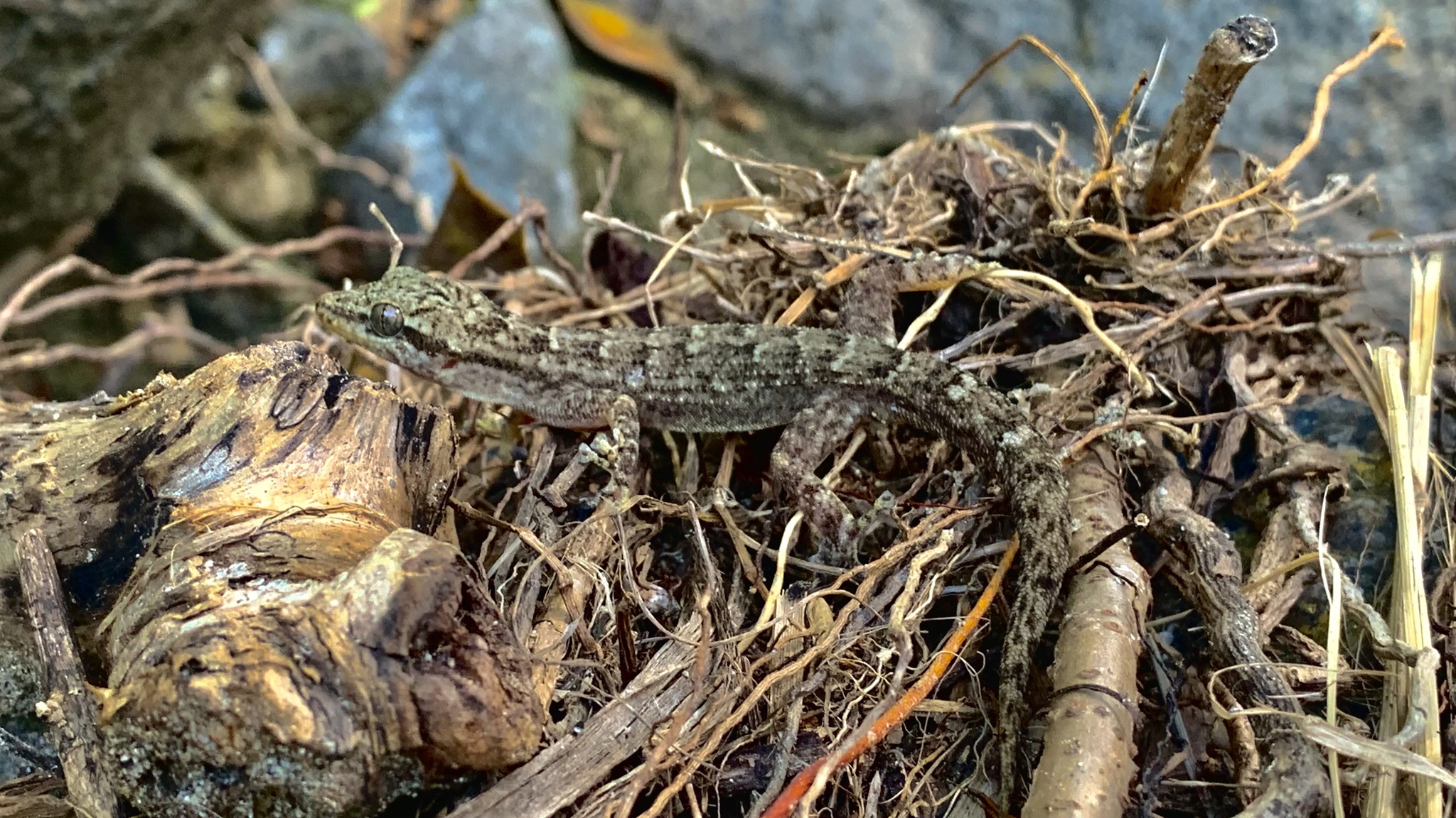 Phyllodactylidae image