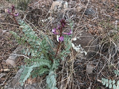 Astragalus tephrodes