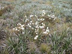 Gentianella muelleriana
