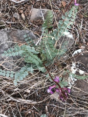 Astragalus tephrodes
