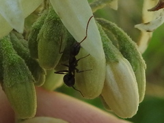 Camponotus sexguttatus