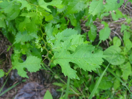 Image of Maclura tinctoria by (c) Alexis López Hernández, some rights reserved (CC BY)