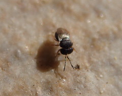 Scelioninae