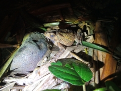 Ingerophrynus biporcatus