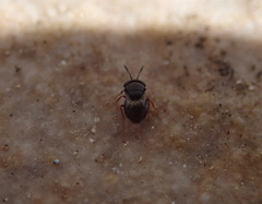 Scelioninae