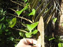 Acrostichum danaeifolium