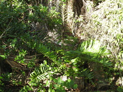 Acrostichum danaeifolium