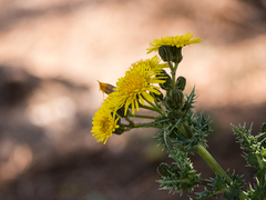 Sonchus asper glaucescens