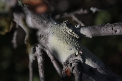 Pertusaria xanthodes