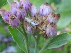 Platphalonidia