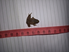 Microhyla achatina
