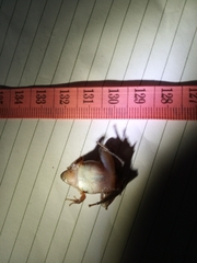 Microhyla achatina