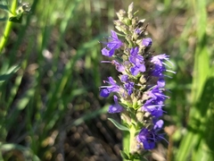 Hyssopus officinalis