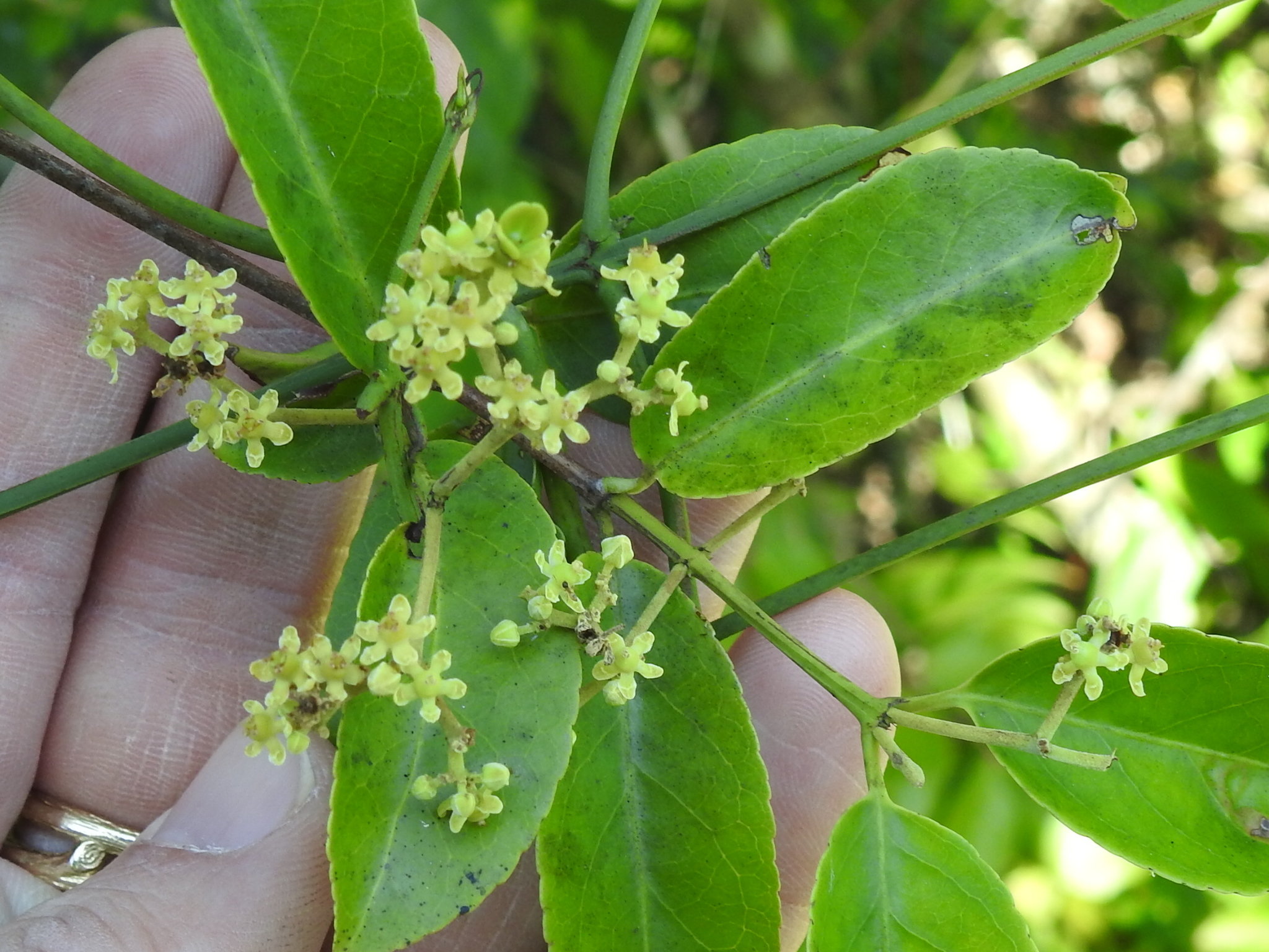 Hippocratea volubilis