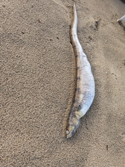 Deathbanded Snake Eel photo 3