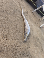Deathbanded Snake Eel photo 4