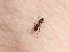 Crematogaster ashmeadi